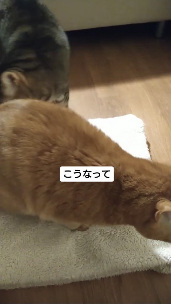 マットの上でくつろぐ猫