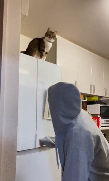 冷蔵庫の上に座っている猫とそれを見ている人