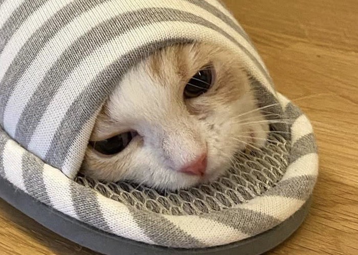 スリッパの中に顔を入れて落ち着いた表情になる子猫