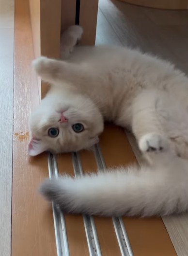 変な体勢の子猫