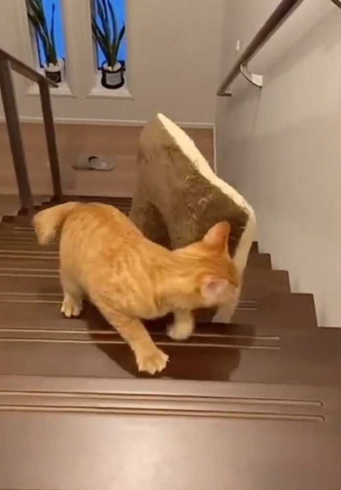 階段を上り切る寸前の猫