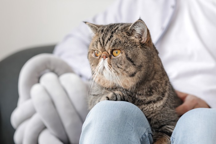 飼い主の膝の上でくつろぐエキゾチックショートヘア