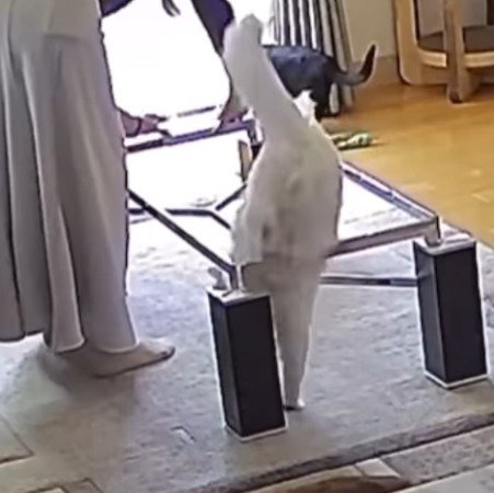 落ちるるとくん