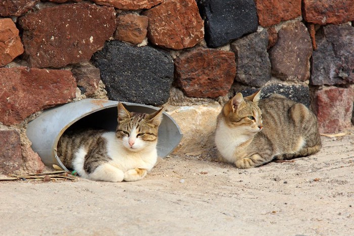 屋外にいる野良猫