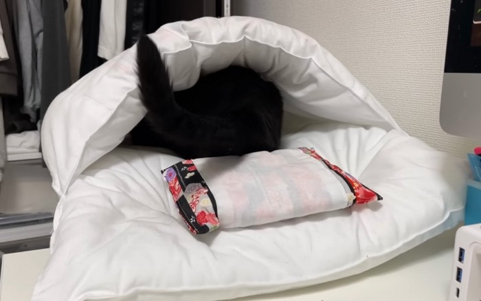 二度寝猫