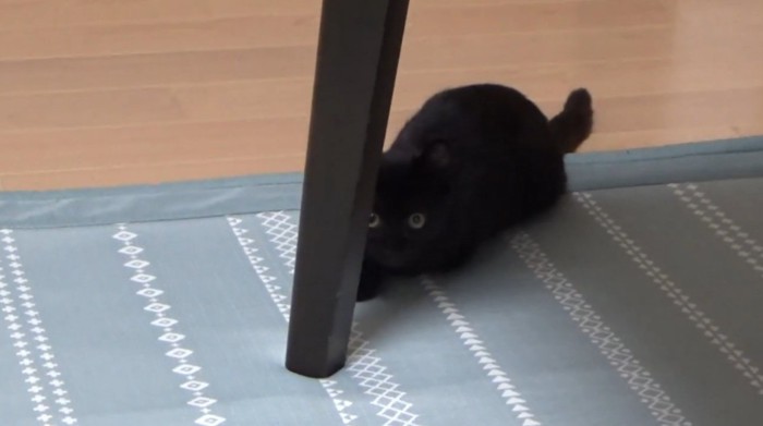 机の脚の後ろに隠れている猫