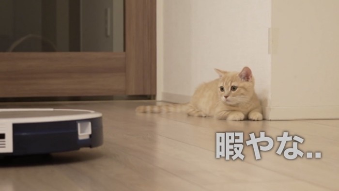 ロボット掃除機を見ている猫