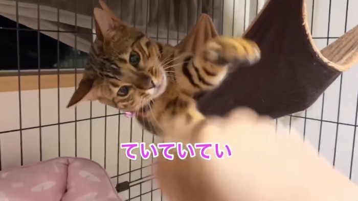 ハンモックに乗る子猫