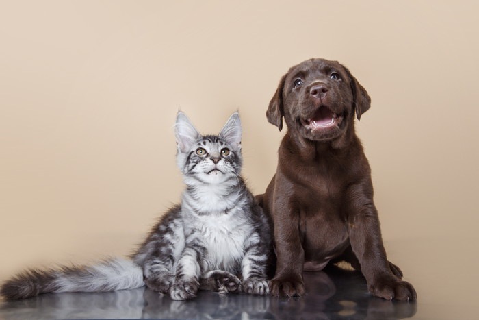 猫と犬