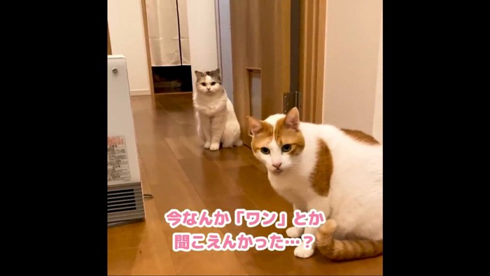 ワンと聞こえた二匹％%なぜか犬の声が…