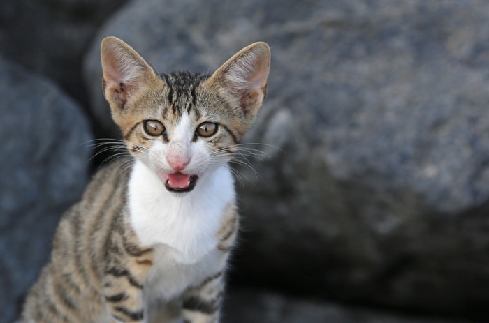 岩辺の猫