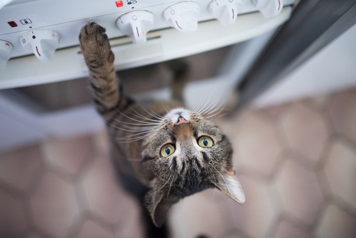 スイッチが気になる猫
