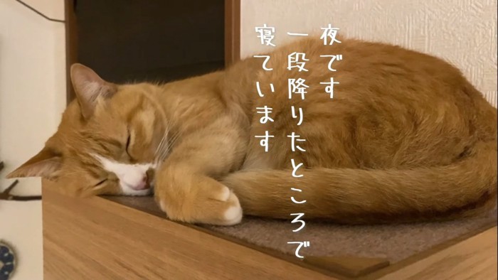 寝ている猫