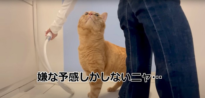 お風呂場で縦に伸びる猫