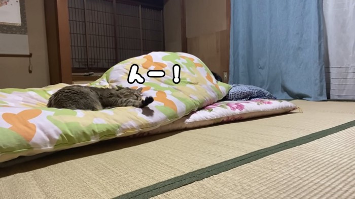 伸びをする猫