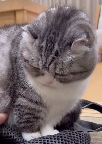 自分の体に触れている飼い主の手を静かに見つめる猫