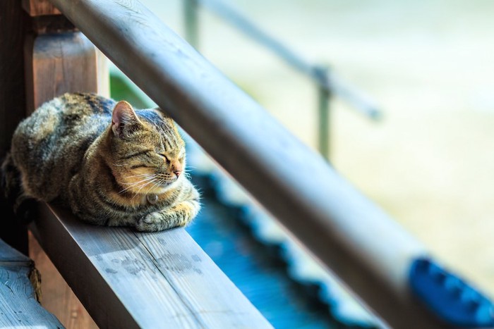 ベランダでお昼寝をする猫