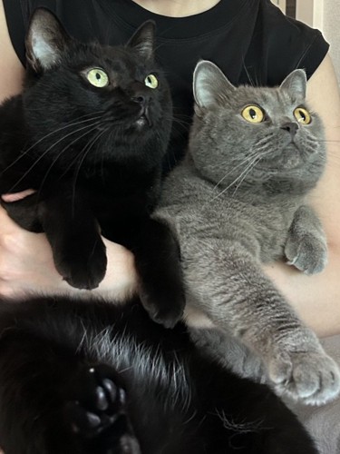 抱っこされる黒猫とブリティッシュショートヘア