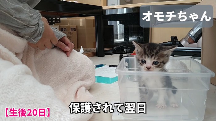 透明な箱に入っている子猫