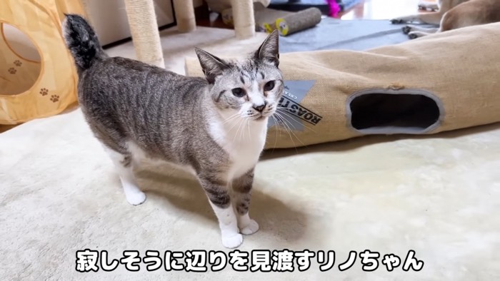 立っている猫