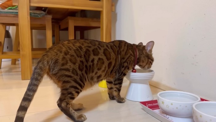 ご飯を食べる猫