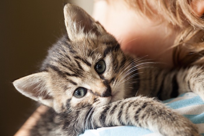 抱っこされている子猫