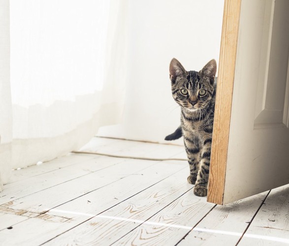 扉から部屋に入ってくる猫