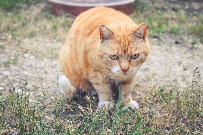 仏頂面の猫