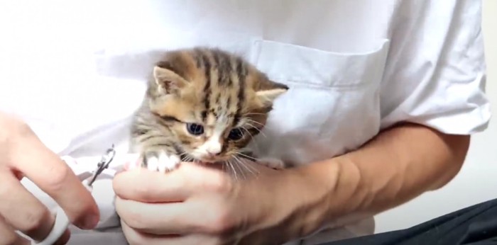 飼い主さんの手に抱かれている茶白の子猫