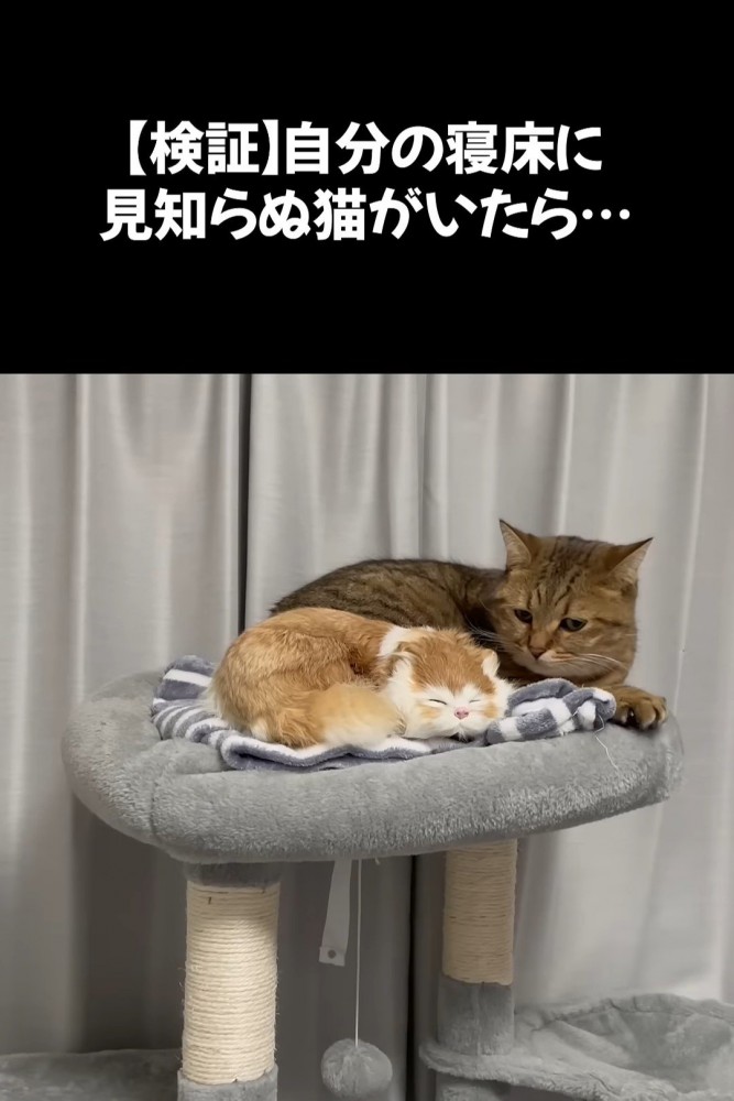 置物に寄り添う猫