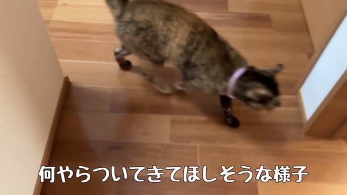 飼い主を誘導する猫