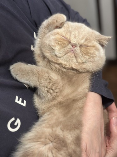 寝たままカンフーポーズをキメる子猫