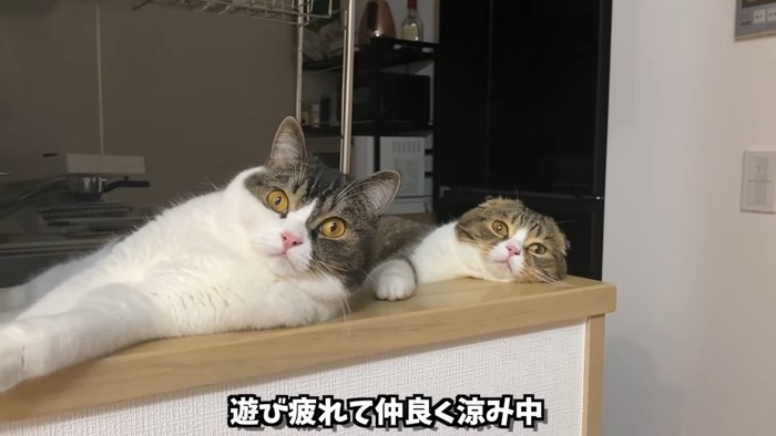 並んで寝そべる2匹の猫