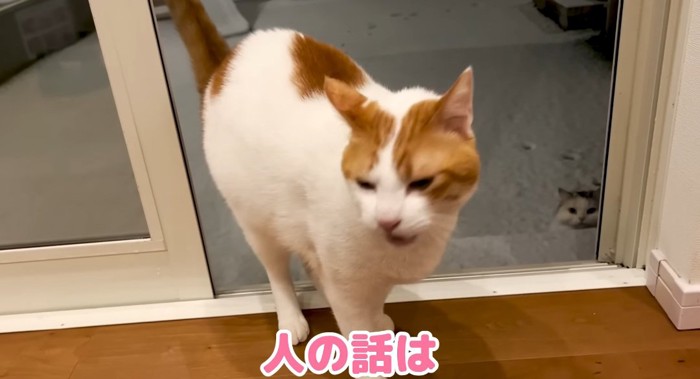 家に入る猫