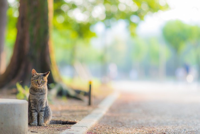 野良猫