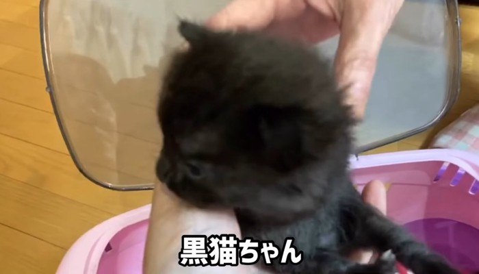 黒猫の横顔のアップ