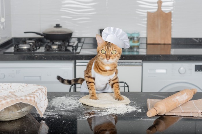 ピザ生地をこねる猫