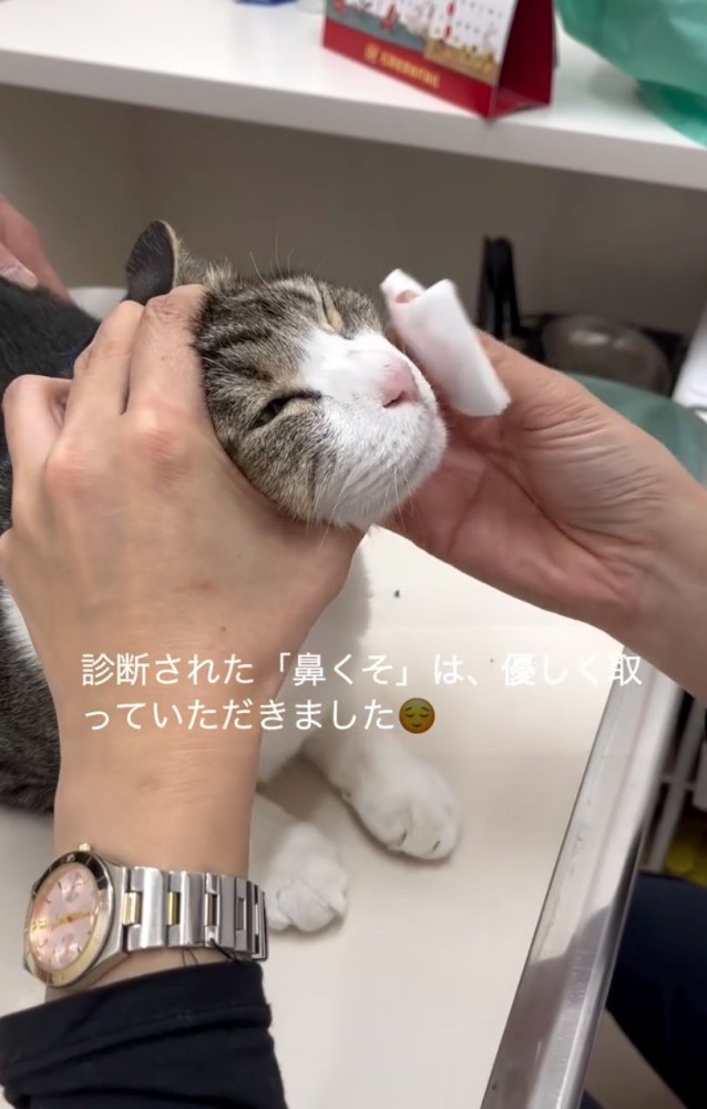 鼻の周りを拭いてもらう猫