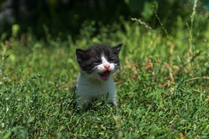 鳴く猫