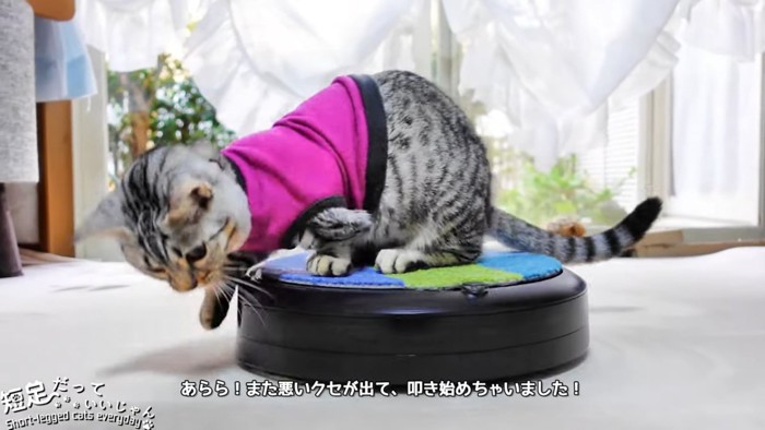 前足でロボット掃除機をパンチする猫