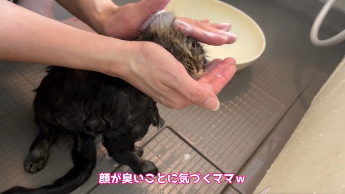 顔を洗われる猫