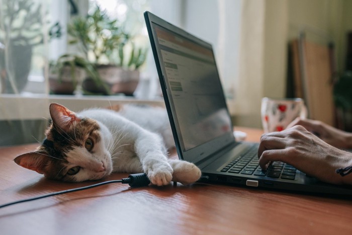 PC作業中の飼い主の傍で寝転がる猫