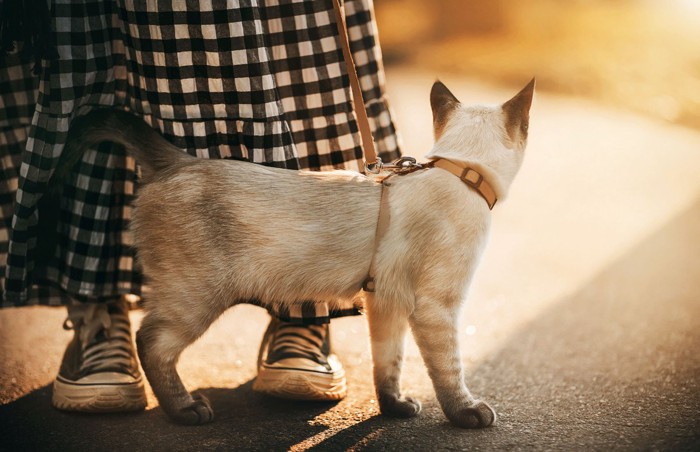 ロングスカートのすそにしっぽをたたきつける猫