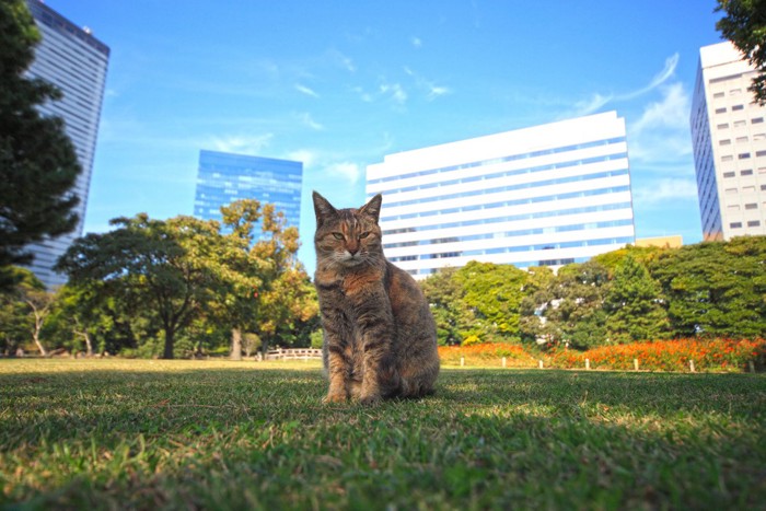 団地に囲まれた空地にたたずむ猫