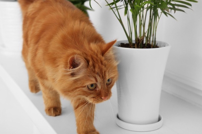狭い棚の上で鉢植えを避けて歩く猫