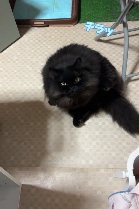 チラチラ見る猫