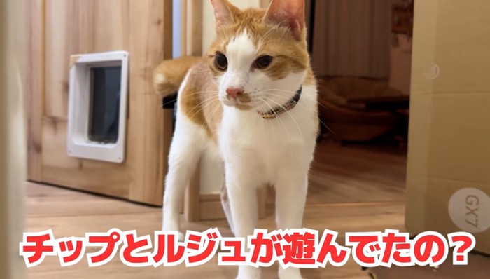 階段の上にいる猫