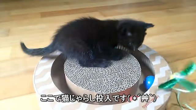 おもちゃの上の子猫と猫じゃらし