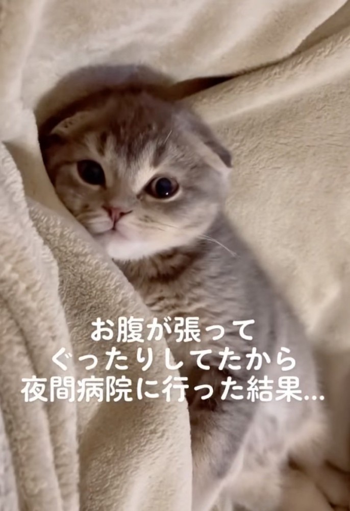 見つめる子猫