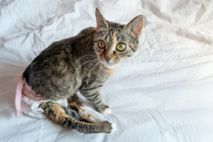 後ろ足が麻痺した猫